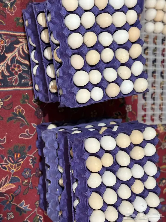 انتاج بط دجاج أرنب للبيع بيض مخصص مذبوح دجاج بط و ارنب 3