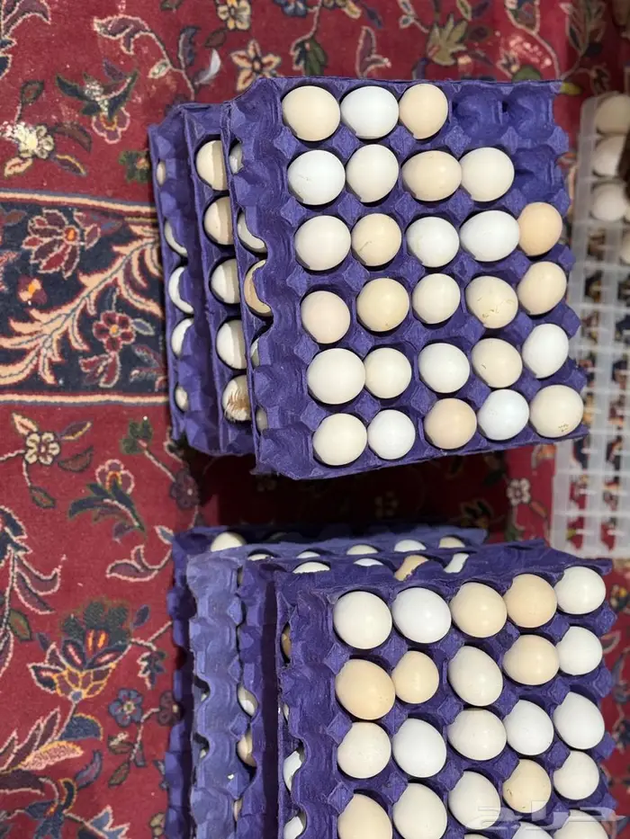 انتاج بط دجاج أرنب للبيع بيض مخصص مذبوح دجاج بط و ارنب 2