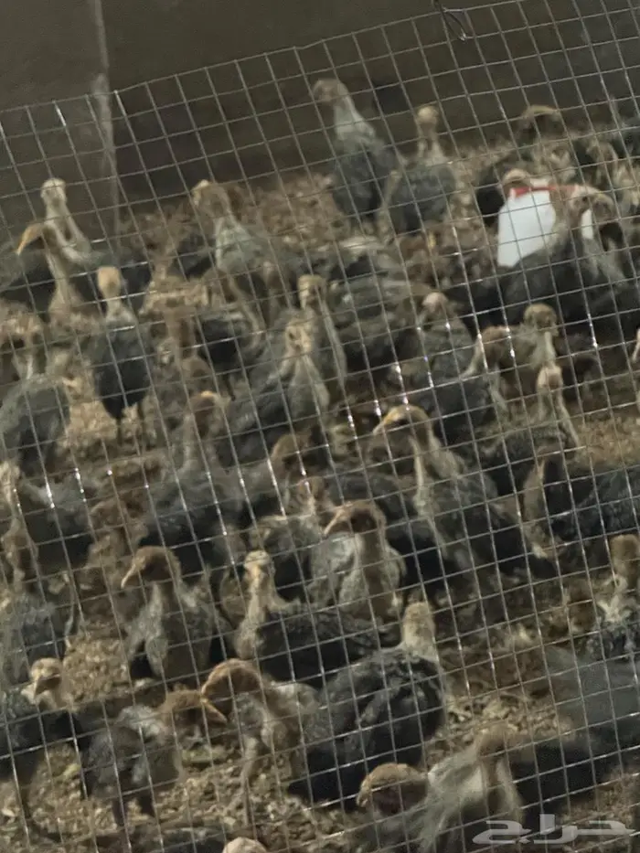 انتاج بط دجاج أرنب للبيع بيض مخصص مذبوح دجاج بط و ارنب 5