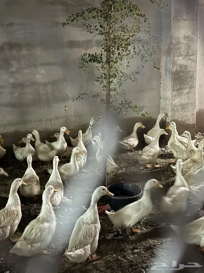 انتاج بط دجاج أرنب للبيع بيض مخصص مذبوح دجاج بط و ارنب 4