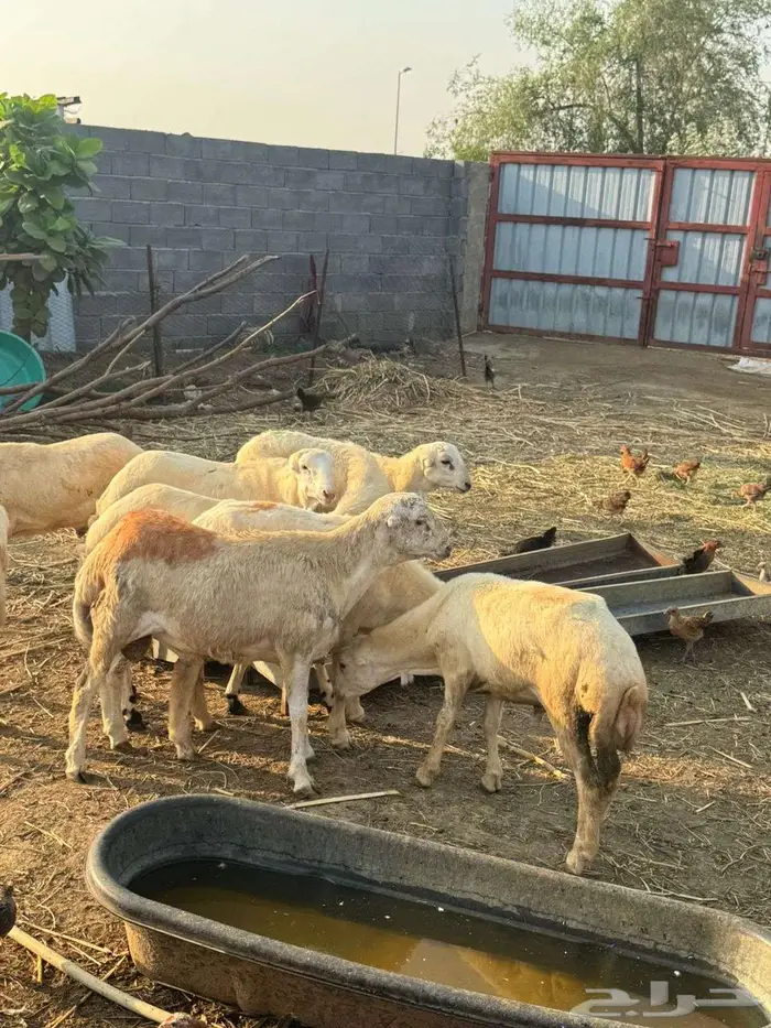 خرفان ذبائح بلدي 1