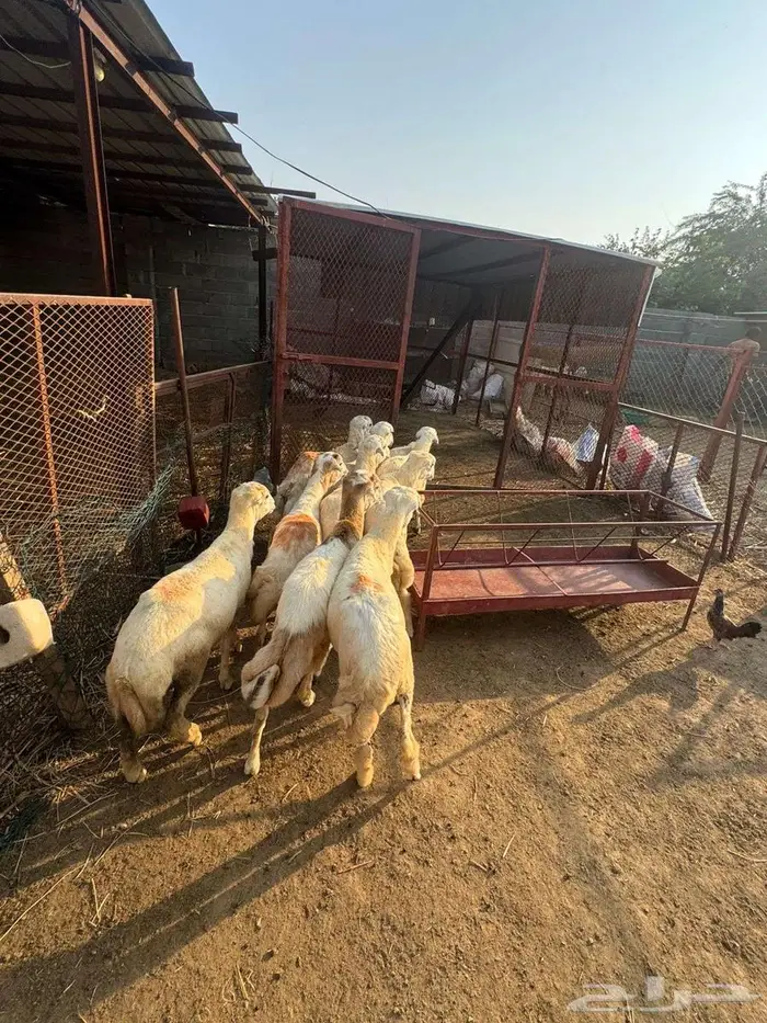 خرفان ذبائح بلدي 2