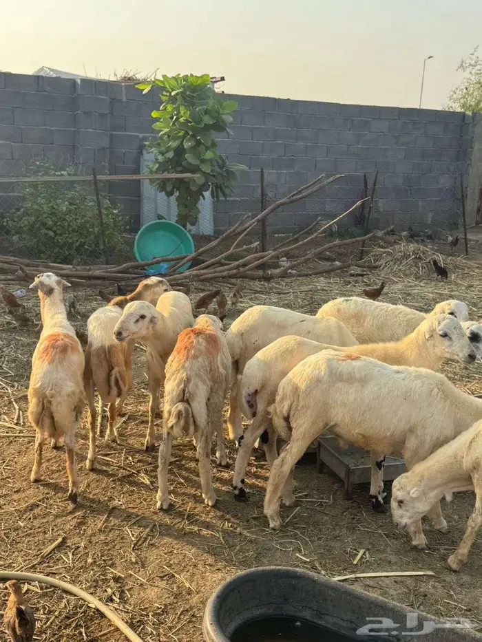 خرفان ذبائح بلدي 3