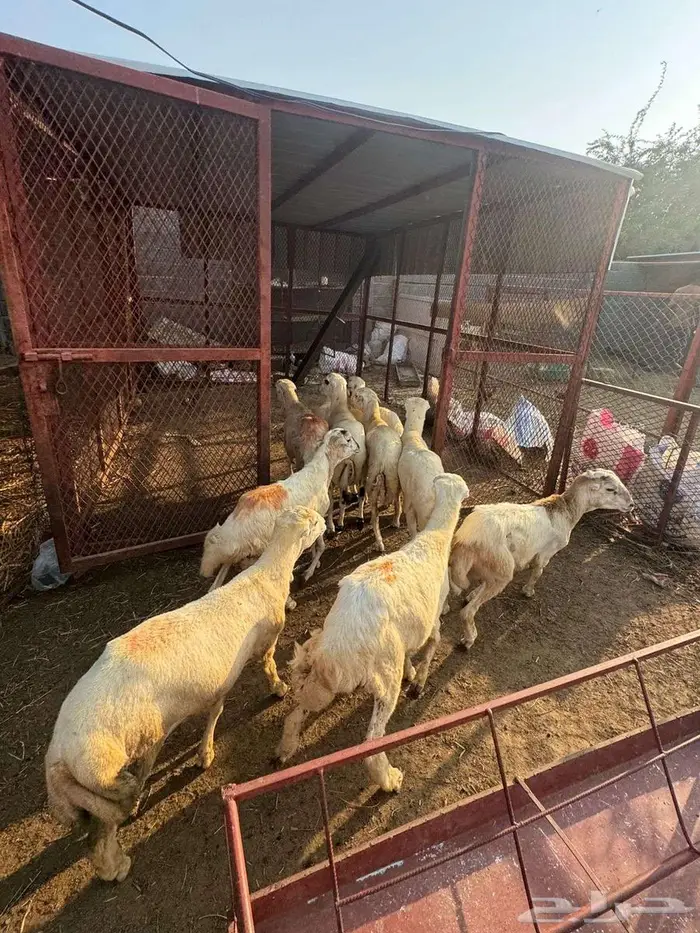 خرفان ذبائح بلدي 0