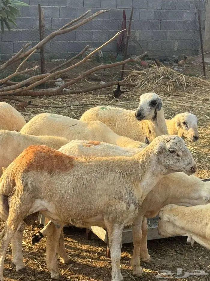 خرفان ذبائح بلدي 6