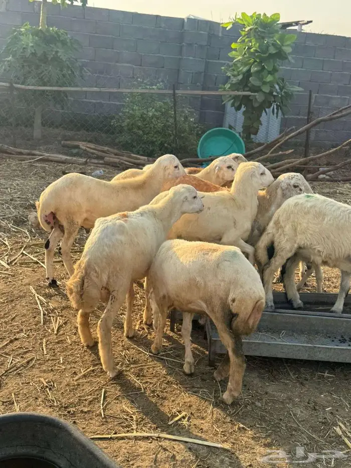 خرفان ذبائح بلدي 4