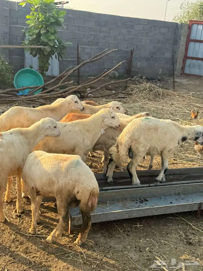 خرفان ذبائح بلدي 7