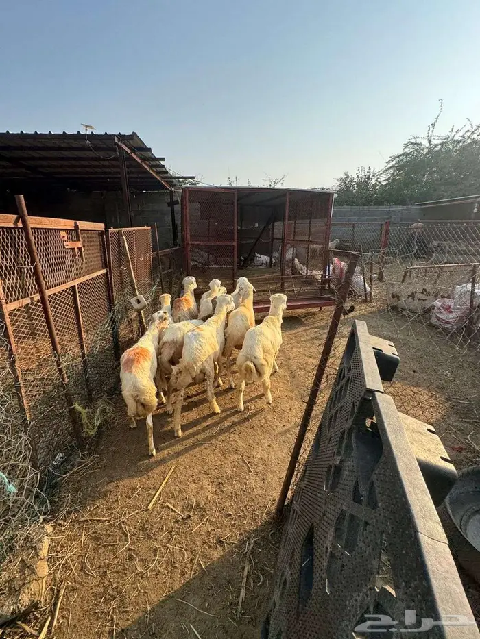 خرفان ذبائح بلدي 9