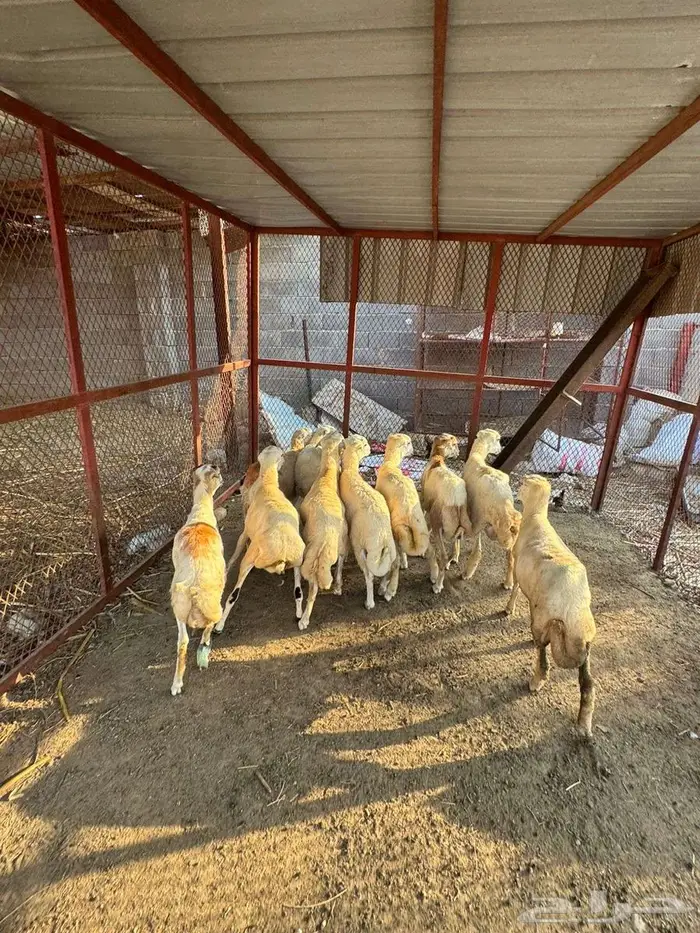 خرفان ذبائح بلدي 8