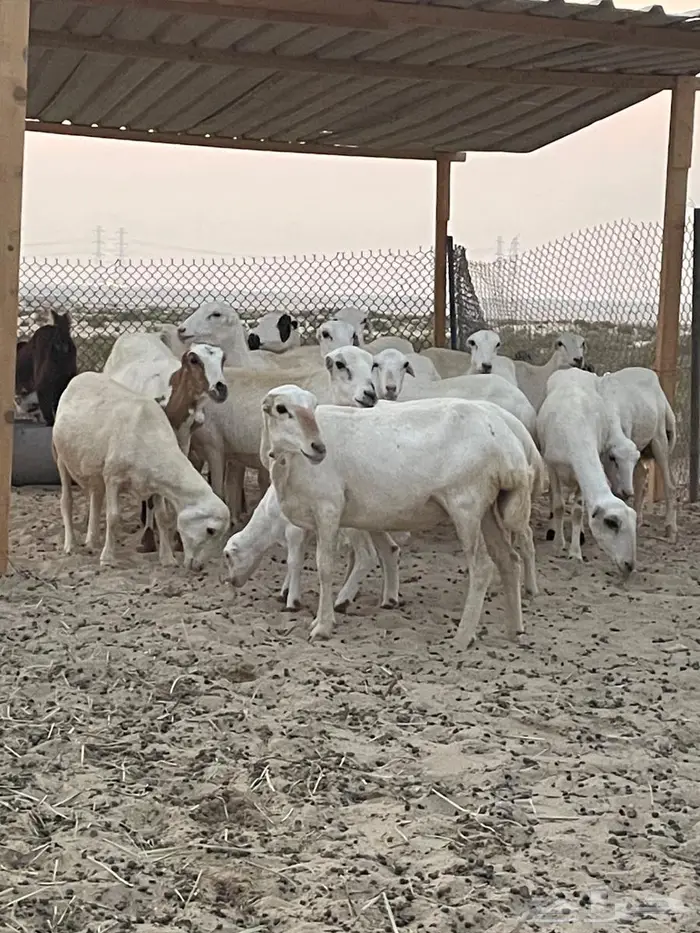 غنم رفيديات عددها 17 جذعات وربع وسدس عدد  قليل 3
