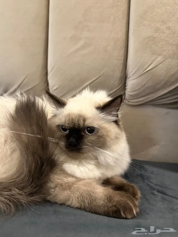 قطة كيتن للبيع 0
