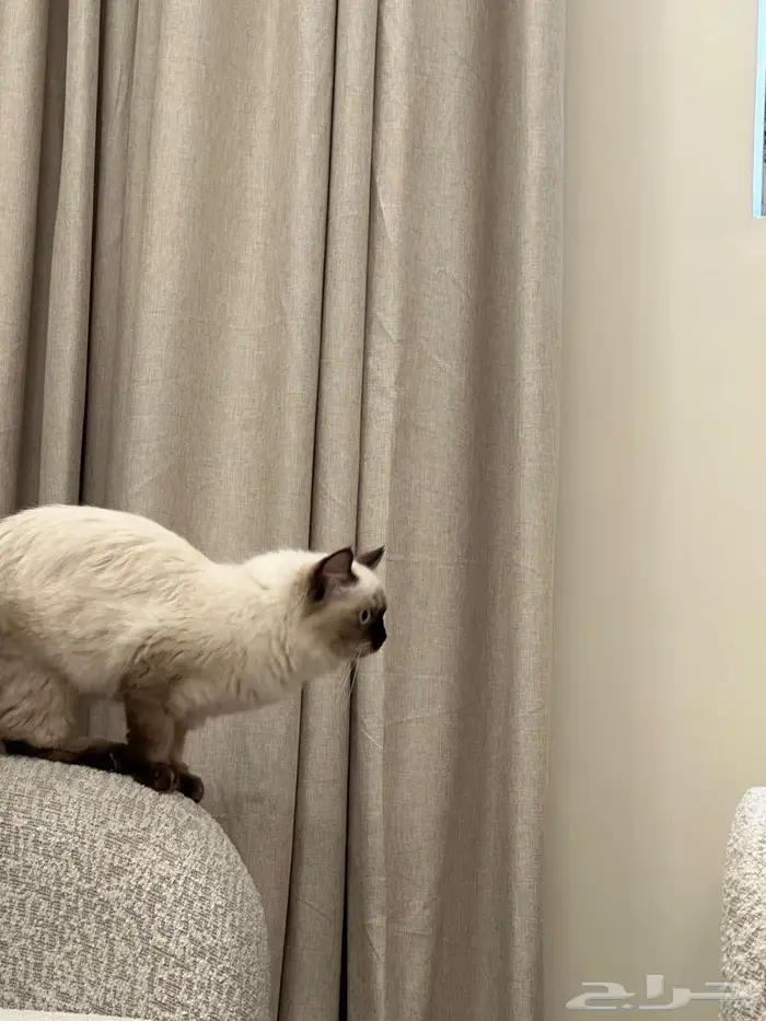 قطة كيتن للبيع 1
