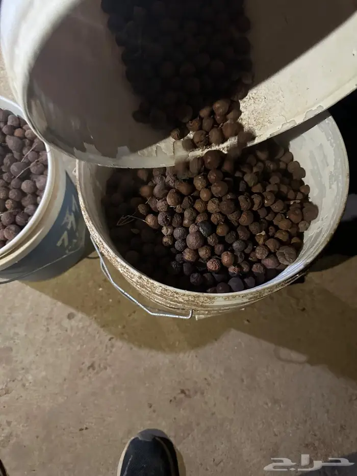 بذور سدر طلح فتنه 0