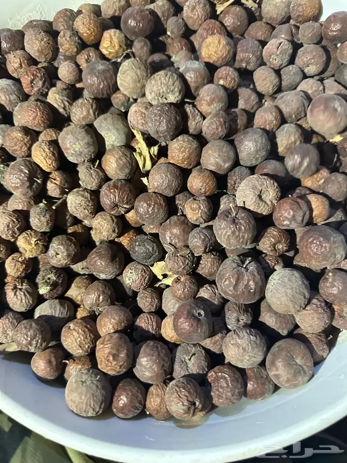 بذور سدر طلح فتنه 1