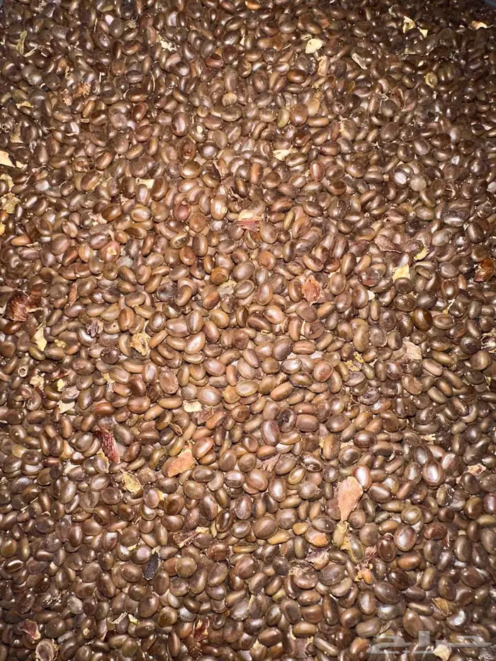 بذور سدر طلح فتنه 2