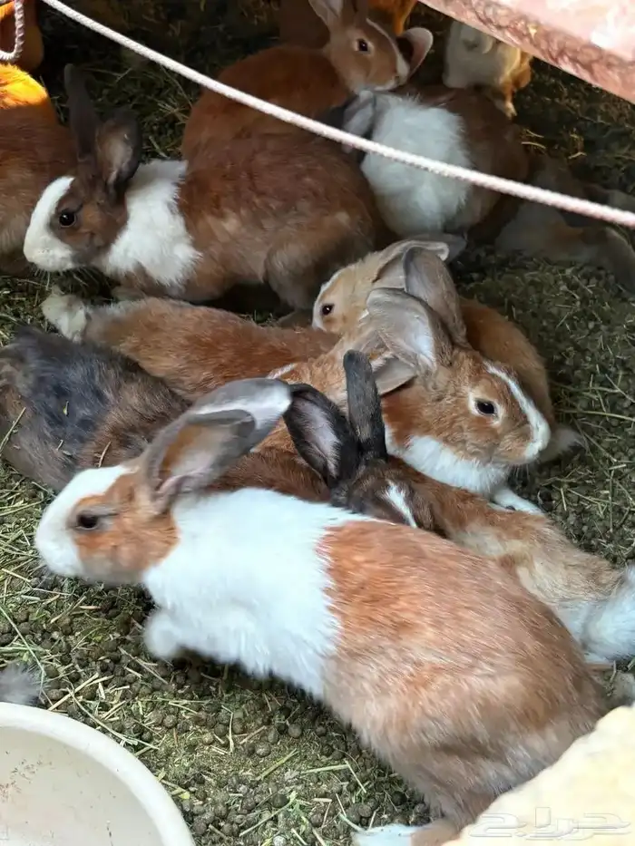 يوجد ذكور ارانب جيدة تعمل وتنتج حالته الصحية جيد جدا 0