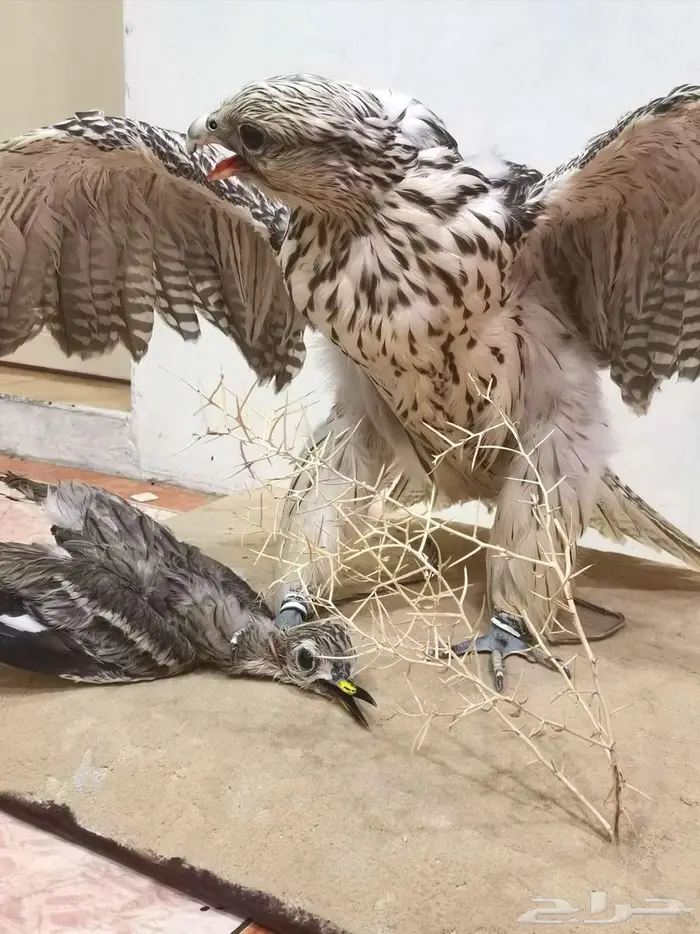 صقر محنط للمجالس حجم كبير شغل متعوب عليه لايجي الا الصامل وا 5