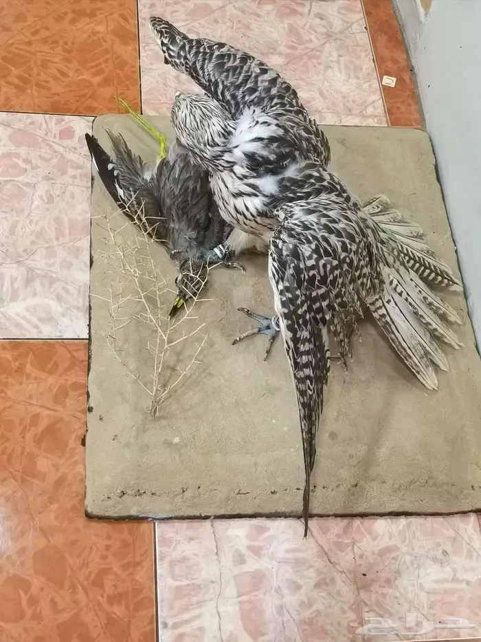 صقر محنط للمجالس حجم كبير شغل متعوب عليه لايجي الا الصامل وا 4