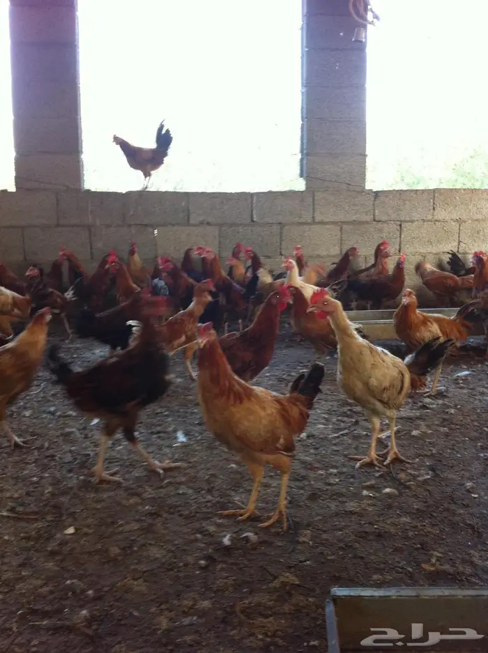 دجاج بلدي 0