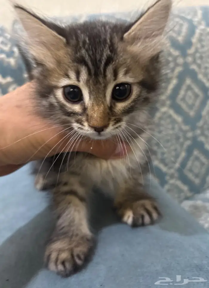 قطط لتبني 1
