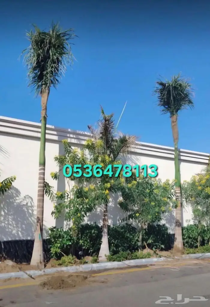 نخل ملوكي نخل نارجيل جوز الهند للبيع والتوصيل والتركيب 4