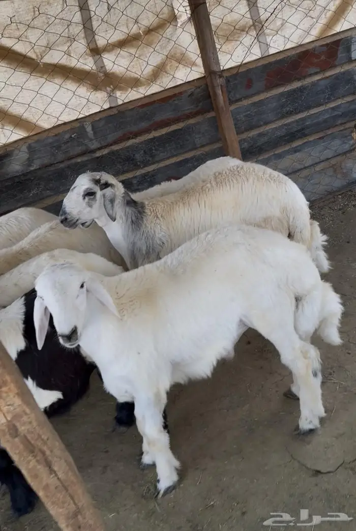 ذبايح طليان حري سواكن مع الذبح والتوصيل 9