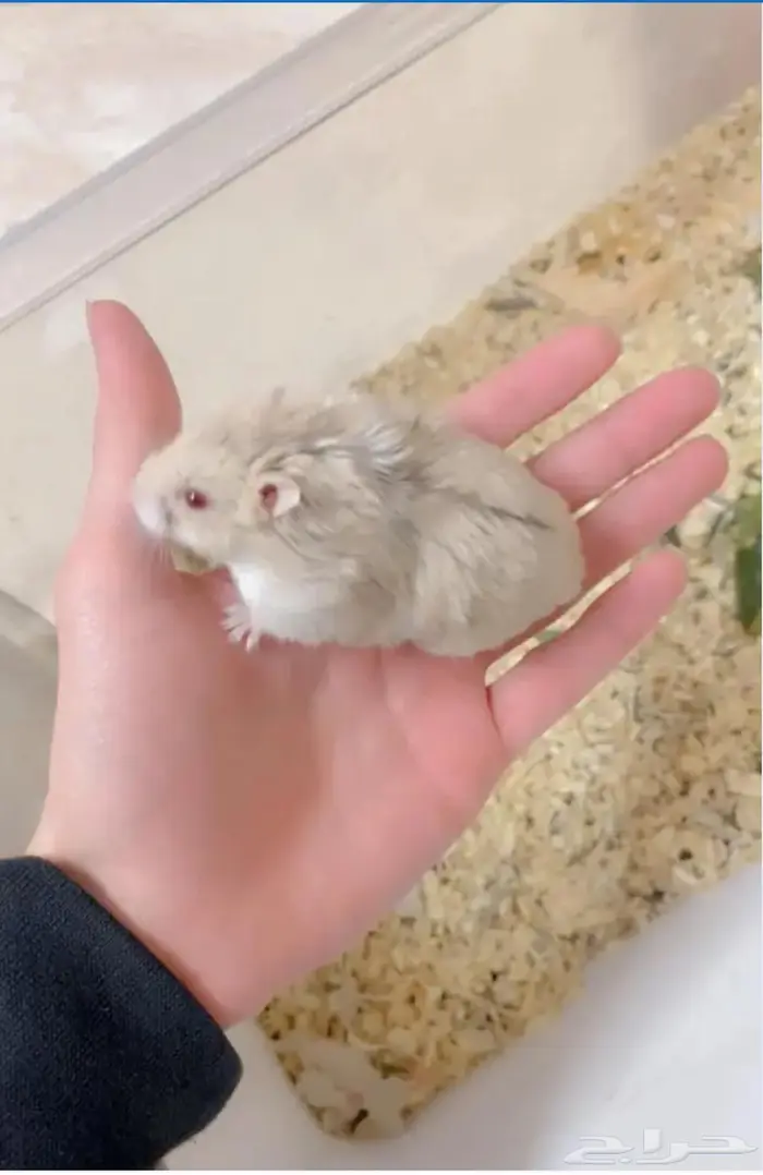 هامستر روسي 0