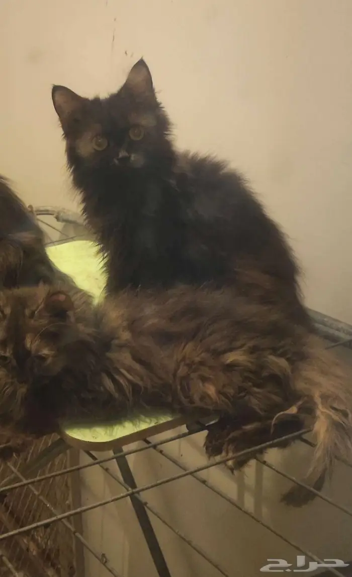 قطط للتبني 0