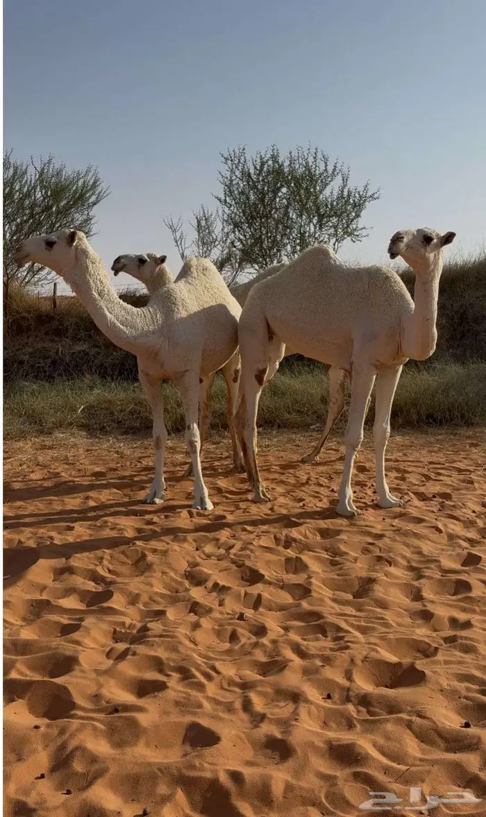 ثلاث بكار حقايق 0