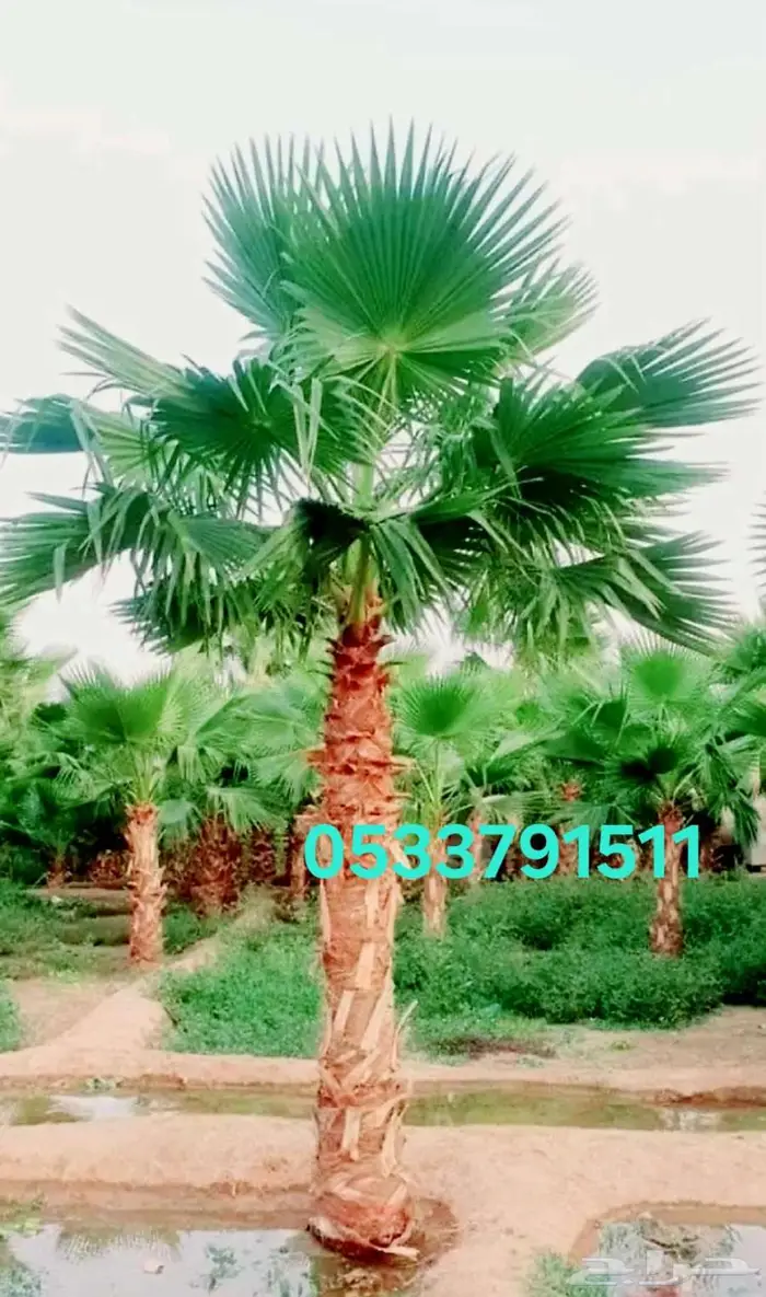 نخل واشنطني واشنطونيا 1