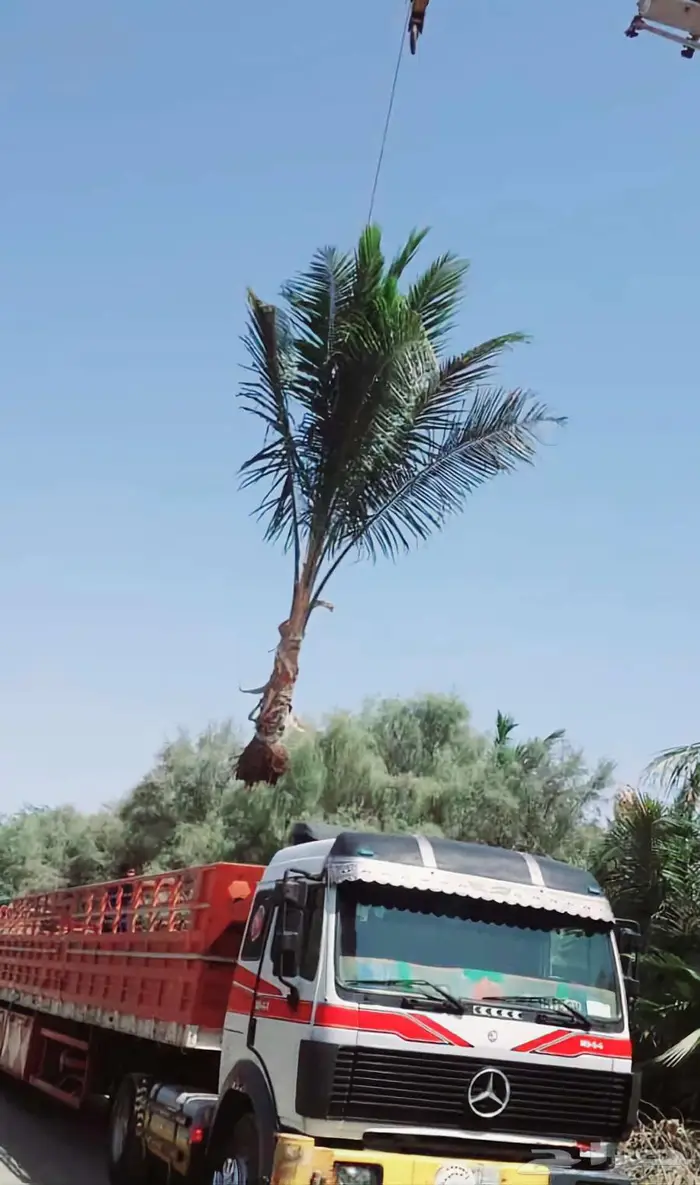 نخل ملوكي نخل نارجيل جوز الهند للبيع والتوصيل والتركيب 8