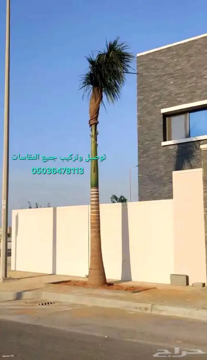 نخل ملوكي نخل نارجيل جوز الهند للبيع والتوصيل والتركيب 1