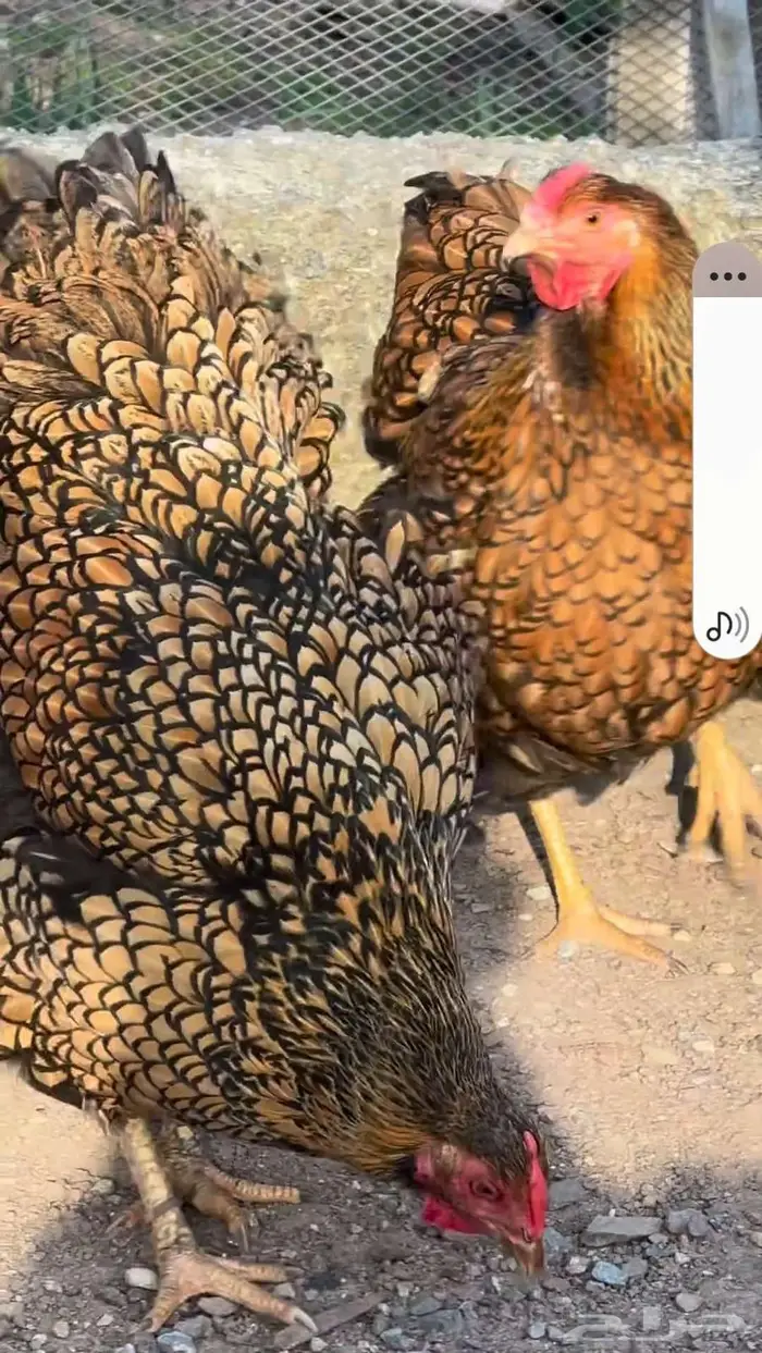 فرصة صوص وايندوت نوادر 15