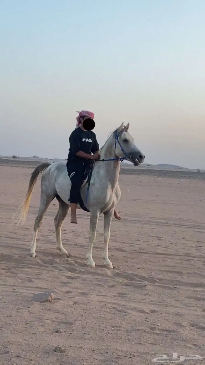 مهر عربي شعبي سباق وطرب 1