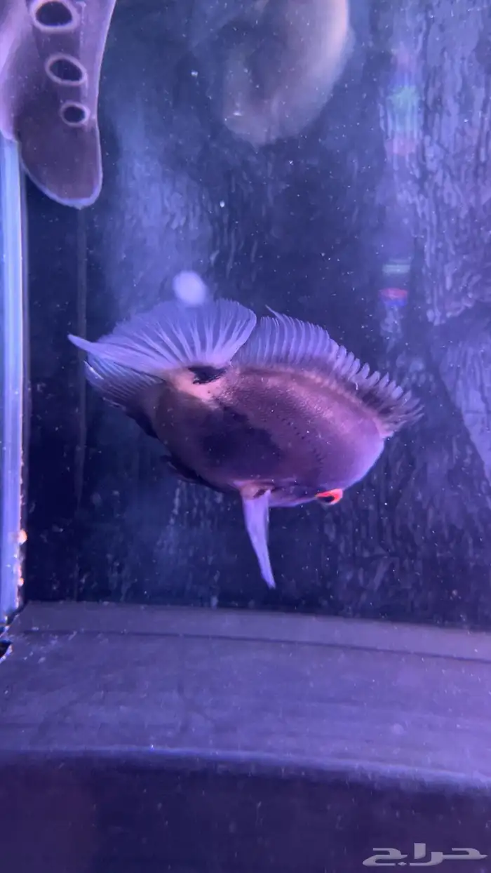 سمكه زينه أوراو سيكلد لأصحاب التميز 2