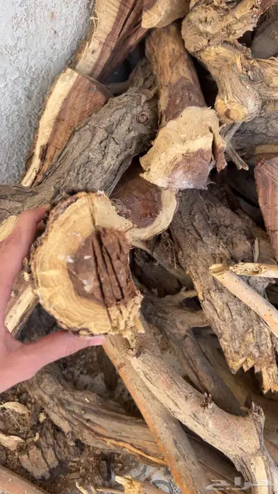 ارطىسمر يابس للبيع index