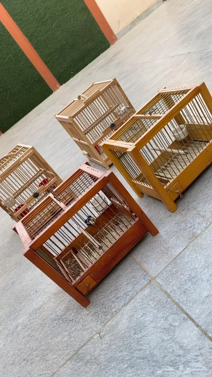 شبوك عصفير خشب نوعيه فاخره 0