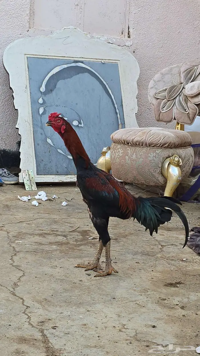 الموقع الظبيه 1