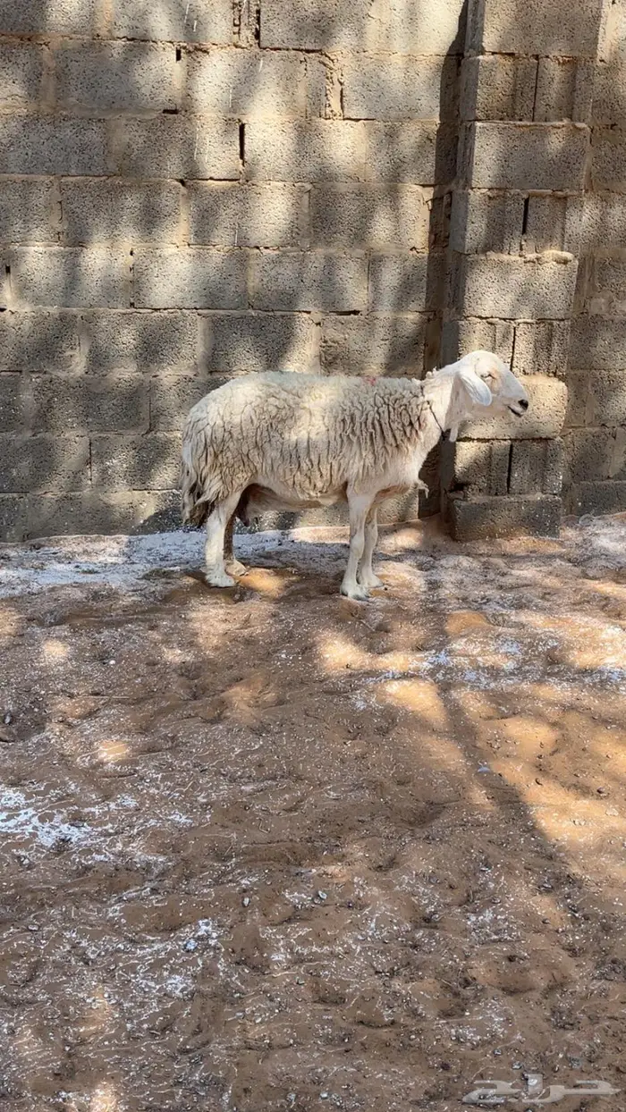 حريه للبيع 1