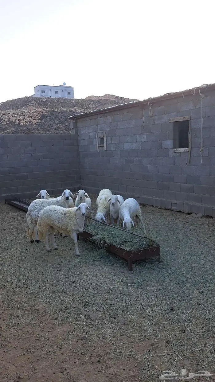 خرفان جبره ونظيفه 1