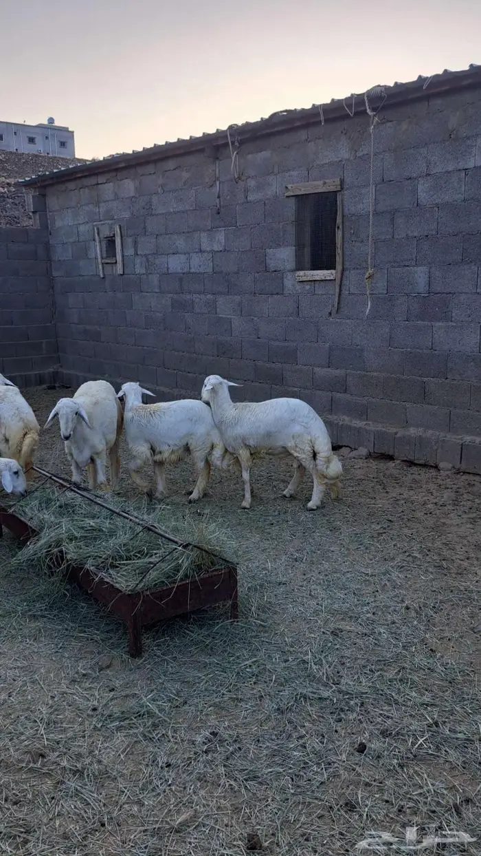 خرفان جبره ونظيفه 4