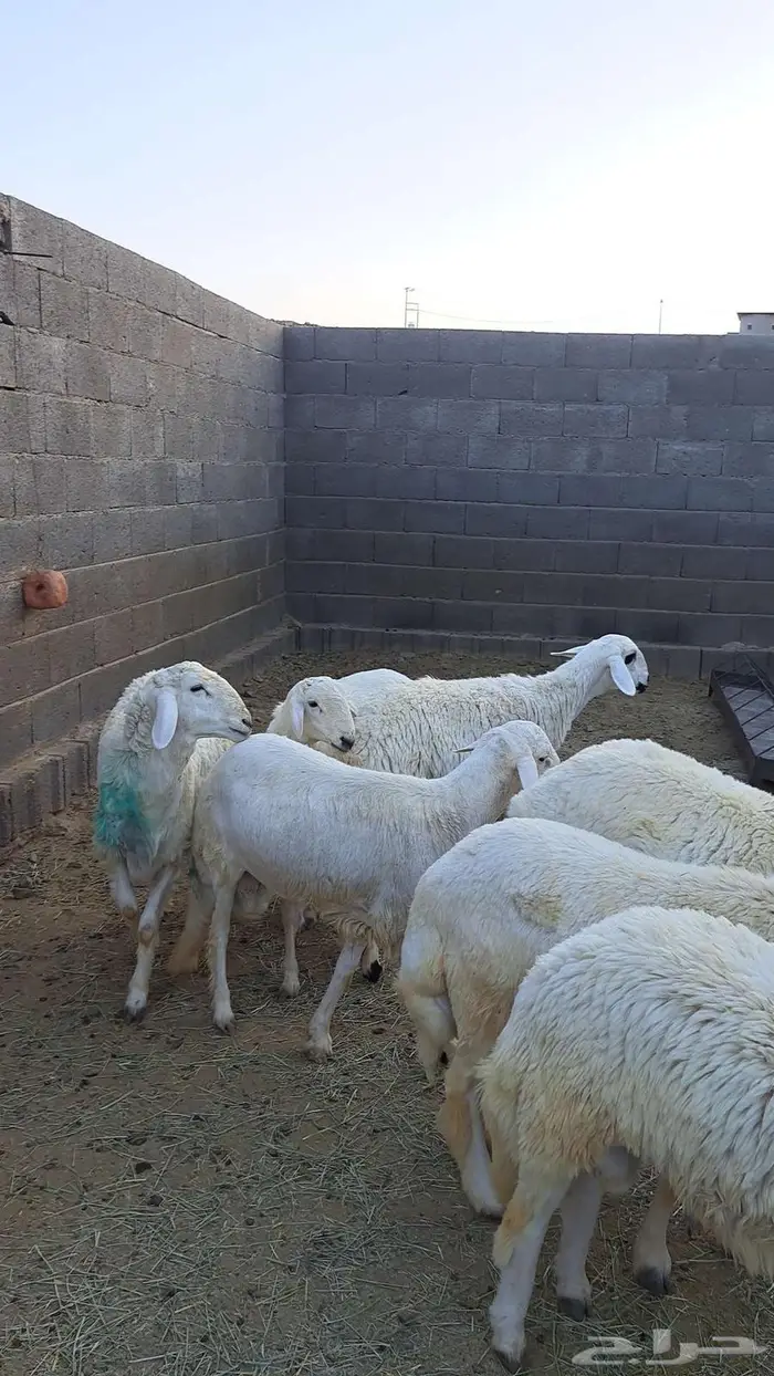 خرفان جبره ونظيفه 6