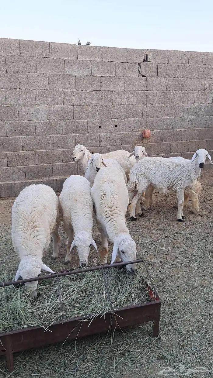 خرفان جبره ونظيفه 0