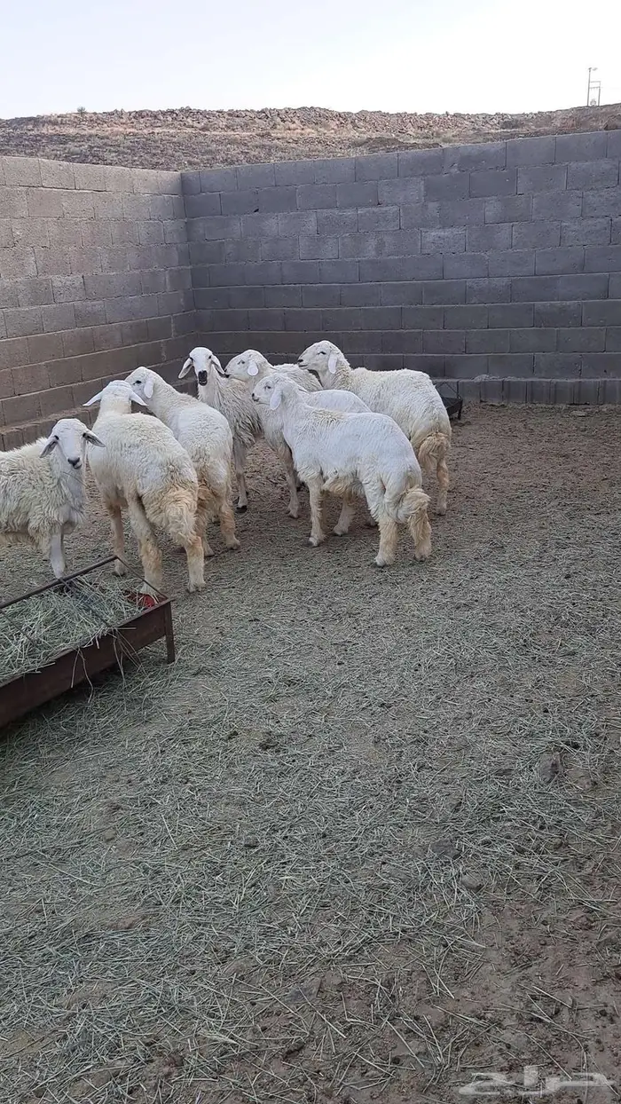 خرفان جبره ونظيفه 2