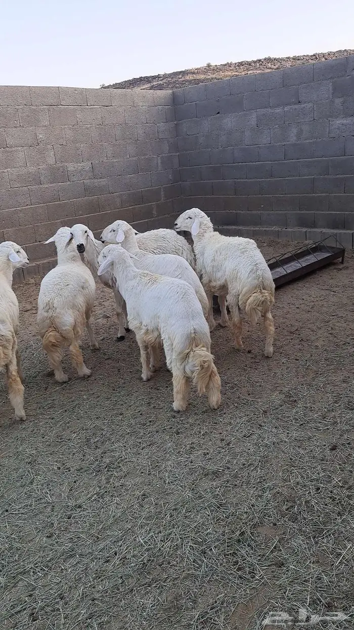 خرفان جبره ونظيفه 5