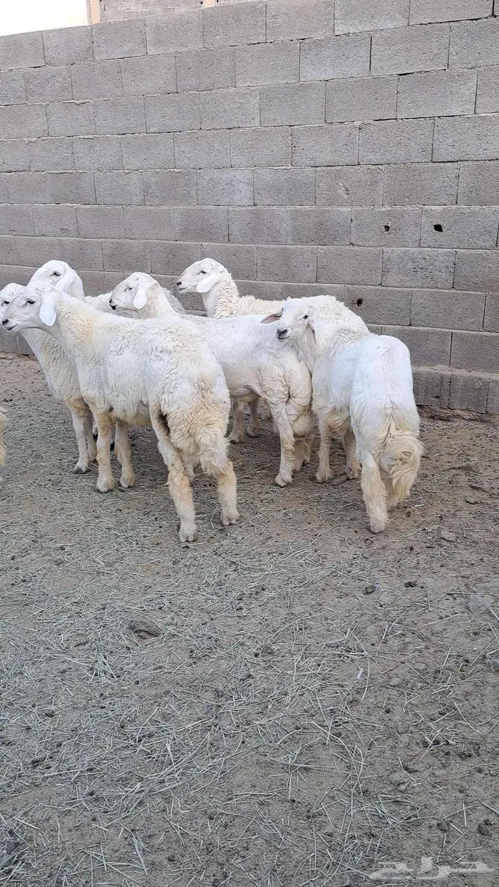 خرفان جبره ونظيفه 3