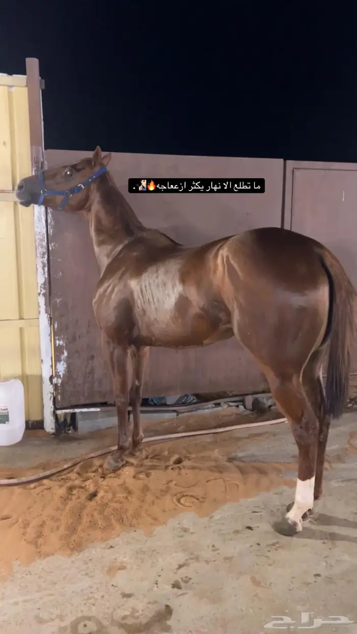 فرس كفو وفوق الكفو ولقاح في الشهر 5 الاسم العاصفه 1