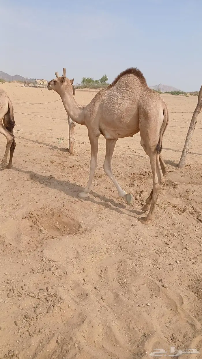 قعودوبكره ( اوارك) 0