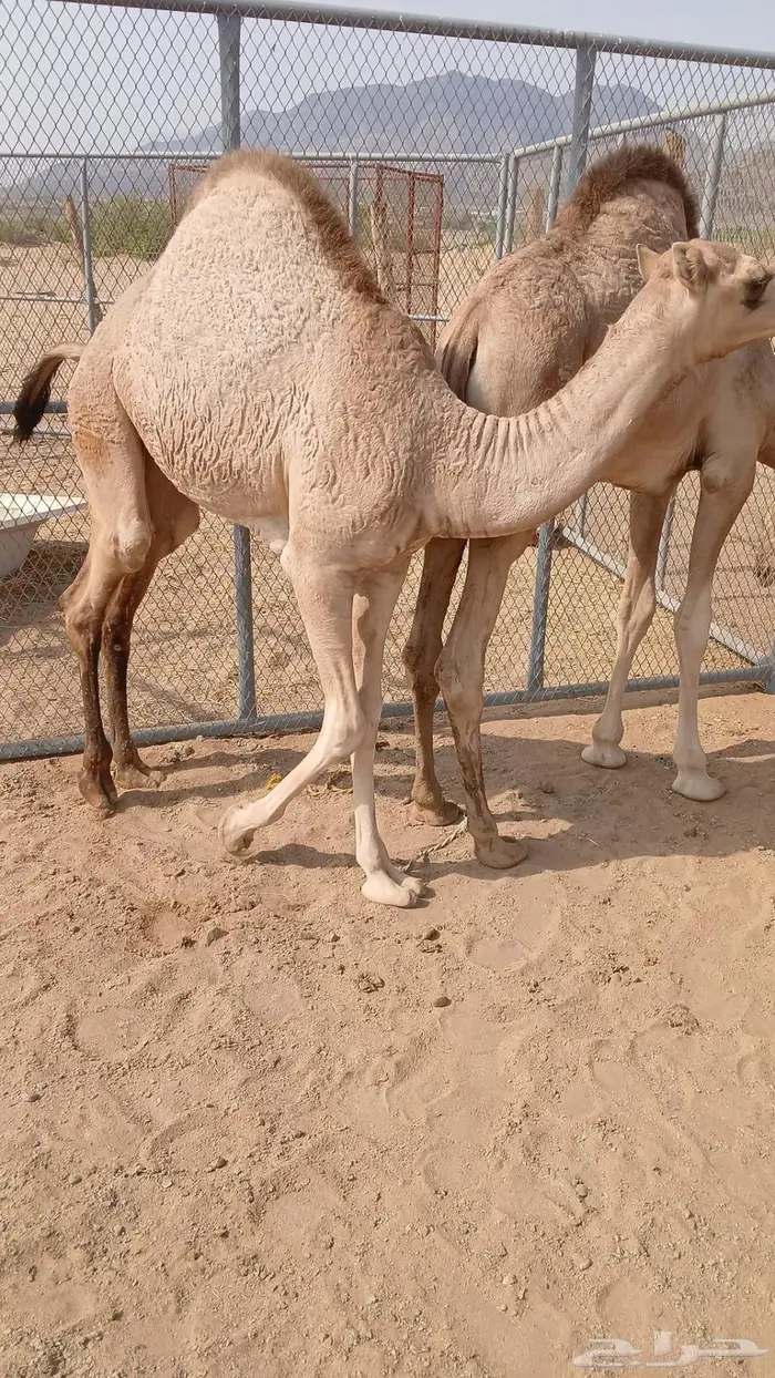 قعودوبكره ( اوارك) 1