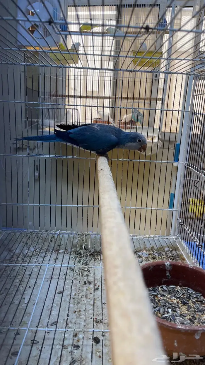 للبيع كويكر 3